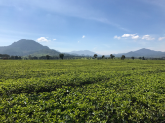 Indonesie - Theeplantage Malabar