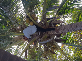 Indonesie - Drink uit een kokosnoot..