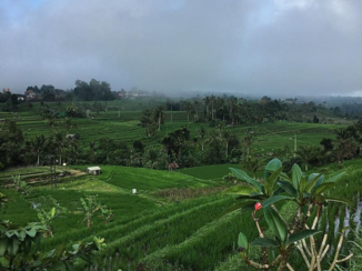 Bali - Rijstvelden