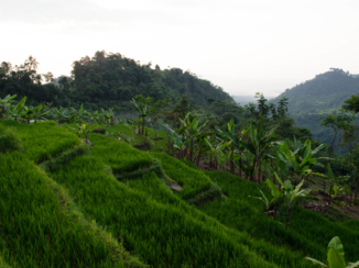 Java - Rice fields