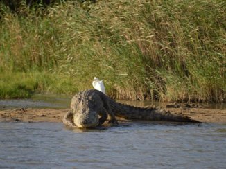 Tui - Hungry for love