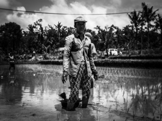 Indonesie - Rice field worker