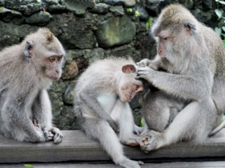 Bali - Monkey forest