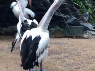 Rondreis Indonesië in vier weken - Billy bird vogelpark
