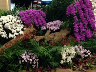 Rondreis Indonesië in vier weken - Orchideeën op vliegveld Denpasar