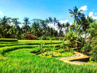 Indonesie - Ubud rijstvelden