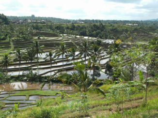 Indonesie - Jatiluwih (Bali)