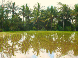 Indonesie - Omgeving Ubud (Bali)