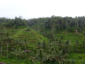 Bali - Rijstvelden