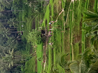 Komodo National Park - rijstvelden