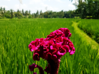 Rondreis Bali & Java - Hanekambloem  in rijstveld Bali
