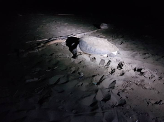 Rondreis Indonesië in vier weken - Reservaat schildpaddenstrand Bali