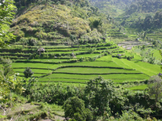 Bali - Sawa, rijstvelden