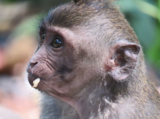 Bali - Ubud monket forest