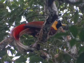 Papoea - Bird of Paradise - West Papua