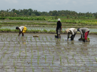 Bali - Jonge rijst plantjes planten