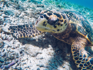 Gili-eilanden - Turtle Paradise