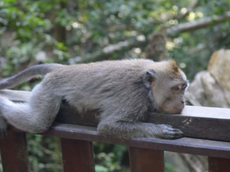 Bali - Money forest, Ubud, Bali