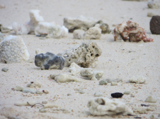 Indonesie - Koraal Gili Trawangan