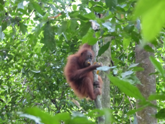Indonesie - Orang-oetan in de jungle van Sumatra