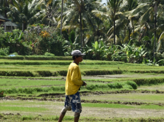 Indonesie - Ubud farmer