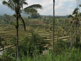 Bali - De rijstvelden
