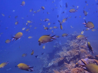 Bali - Duiken Tulamben