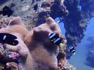 Bali - Duiken Tulamben