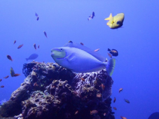 Bali - Duiken Tulamben