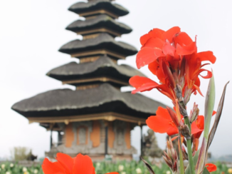 Bali - bloemen voor de drijvende tempel