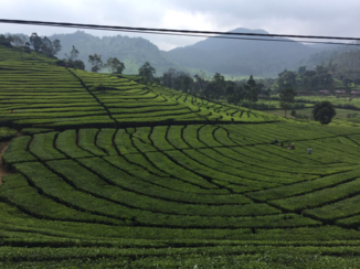 Indonesie - Theeplantages