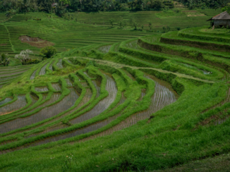 Rondreis Bali - Reistvelden
