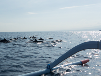 Rondreis Bali - Lovina