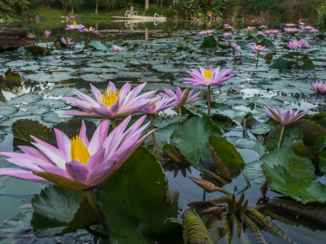 Rondreis Bali - Waterlely