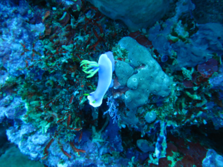 Indonesie - Een prachtig zeeslakje