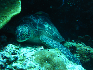 Indonesie - Een grote slapende schildpad