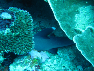 Indonesie - Baby witpunthaaien