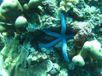 Indonesie - Grote blauwe zeester