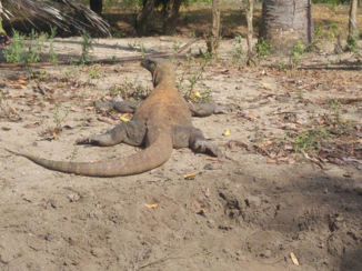 Indonesie - Komodovaraan