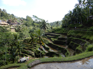 Bali - Rijstvelden