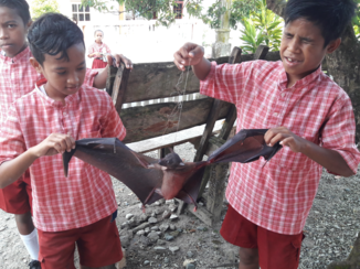 Indonesie - Vleermuis gevangen tijdens het vliegeren