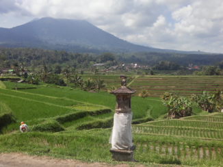 Bali - Rijstvelden