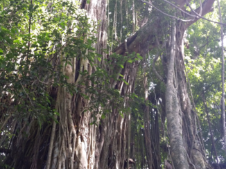 Bali - Spokenboom monkeyfarm