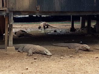 Indonesie - Komodo at Rinca Island, Flores