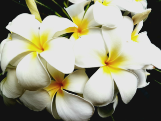 Rondreis Indonesië in vier weken - Frangipani
