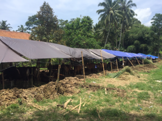 Bali - Evacuatie van het vee in verband met de onrustige vulkaan de Agung