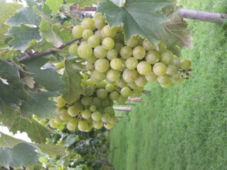 Bali - Hatten Wijngaarden