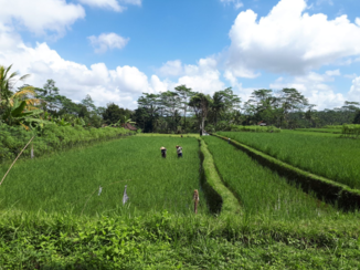 Indonesie - Rice paddy