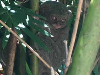 Manado - Monkeys @manado, look like gremlins