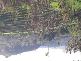 Indonesie - Reistterrassen in Bima, Sumbawa